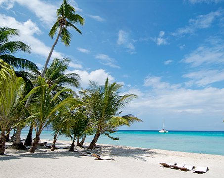 A pristine tropical beach with palm trees and turquoise water, perfect for relaxation | MSC Cruises A pristine tropical beach with palm trees and turquoise water, perfect for relaxation | MSC Cruises