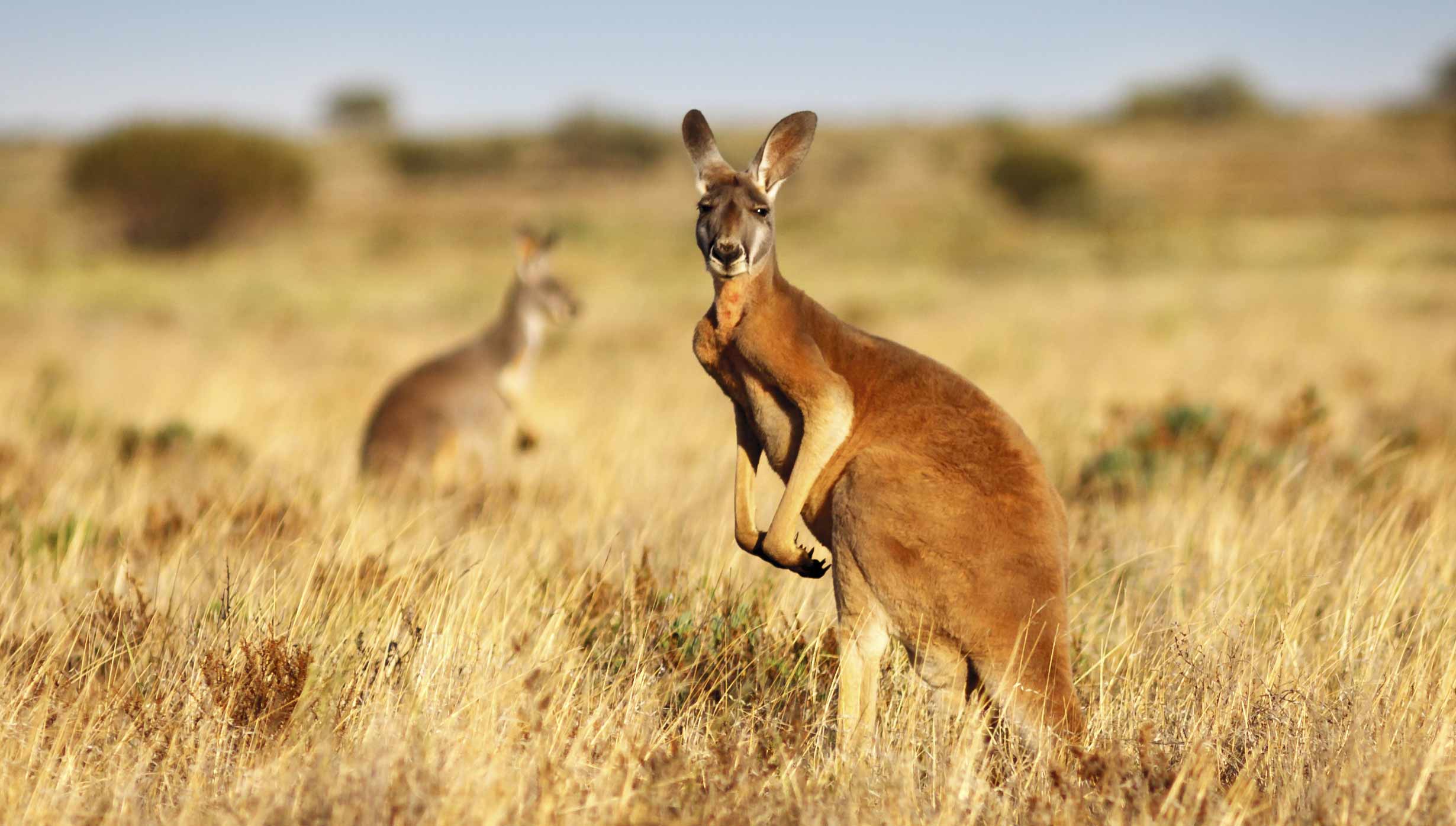 australien_2460x1395 australien_2460x1395