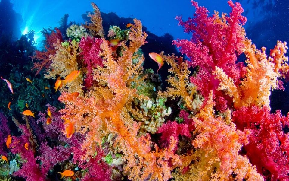 Vibrant coral reef with colorful fish in clear blue waters | MSC Cruises Vibrant coral reef with colorful fish in clear blue waters | MSC Cruises